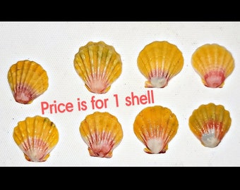 Hawaiian Sunrise Shell, Moonrise shell, bulk Hawaiian seashell, seashell decor, custom design, surfer gift, mermaid gift, Pecten Langfordi